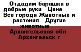 Отдадим барашка в добрые руки › Цена ­ 1 - Все города Животные и растения » Другие животные   . Архангельская обл.,Архангельск г.